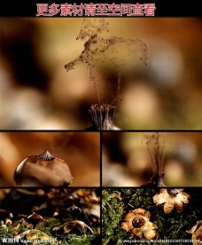 蘑菇散发孢子高清实拍视频素材