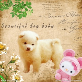 精美狗狗室内装饰画无框画挂画