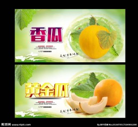 甜瓜 香瓜 黄金瓜