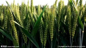 小麦麦田
