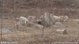 山区放羊  山羊  放牧