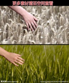 手拂麦穗高清实拍视频素材