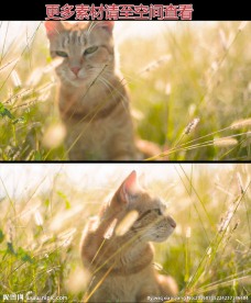 唯美阳光草丛中的猫高清实拍视频