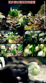 水仙花生长绽放