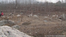 放牧  山区放羊