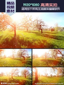 春天果园花满枝头视频素材