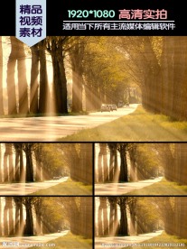 道路防护林光线视频素材