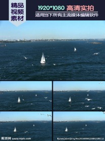 海洋帆船海鸟飞翔