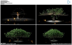 小树生长成大树带通道