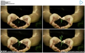 手心呵护种子发芽生长