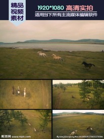 马群蒙古草原奔跑实拍素材