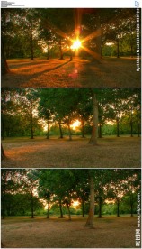 阳光穿过森林夕阳落日视频素材