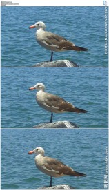 一只海鸥站在海边的岩石上