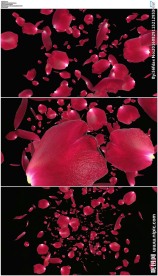 飞舞的玫瑰花瓣