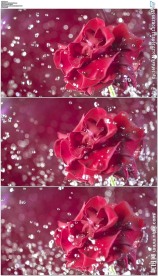 水滴喷发飞溅击打盛开的红色花朵