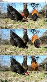 三只母鸡吃虫子