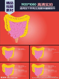 肠功能基本介绍演示动画