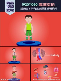 人类身体主要内脏介绍演示动画