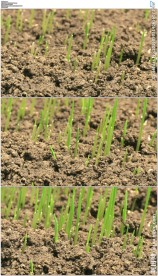 小草种子破土发芽