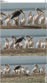 秃鹳走过一群鹈鹕