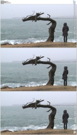 面对大海的女人和枯树