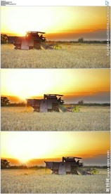 夕阳麦田农业收割