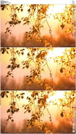 唯美微风吹动树叶飘落背景素材