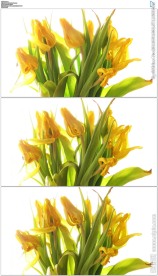 黄色郁金香枯萎