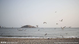 沙滩海鸥