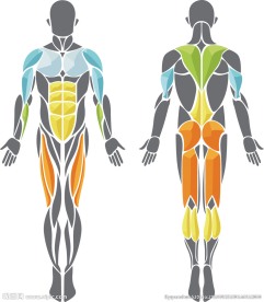 AI人体肌肉医学用途矢量图