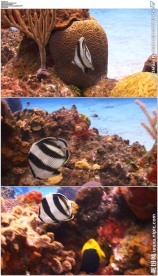 海底蝴蝶鱼在珊瑚礁上游动