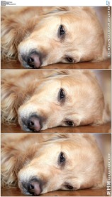 金毛狗趴在地板上