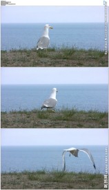 海鸥海边行走起飞