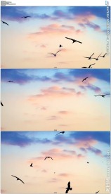 空中飞翔的小鸟