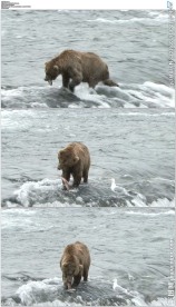 棕色的熊在阿拉斯加小溪边吃鱼