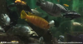 微距镜头-水中的鱼