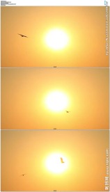 围绕太阳夕阳飞行的海鸥