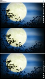 月亮树梢剪影背景视频