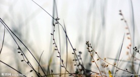 迎着日出的小草