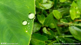 芋艿叶子上的大水珠 视频