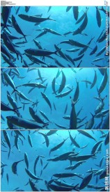 蓝色海水里的一群鱼