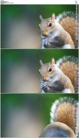 小松鼠吃东西特写