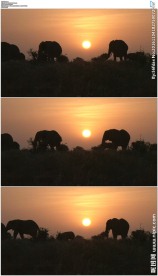 大自然夕阳下草原大象剪影