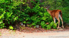 吃树叶的小鹿