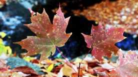 枫叶随着秋风晃动