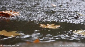 飘落的枫叶被雨水洗涤