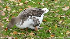 正在觅食的鸭子