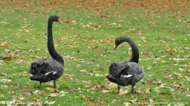 黑鹅在草地上觅食