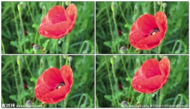 鲜艳虞美人特写