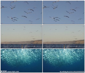 海鸥捕食海洋鱼群